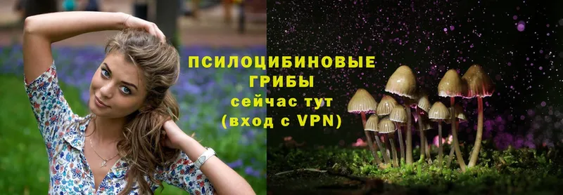 купить Реутов Псилоцибиновые грибы прущие грибы